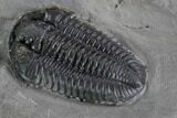 Calymene Niagarensis Trilobite - Excellent Specimen #99053-5